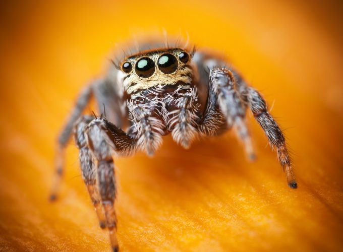 Wallpaper Jumping Spider, macro, black, eyes, yellow, insects, arachnid, cute, Animals 916349362